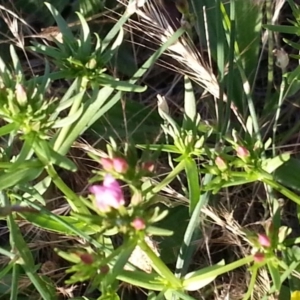 Centaurium erythraea at Watson, ACT - 27 Nov 2015 06:57 PM