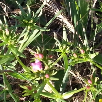 Centaurium erythraea (Common Centaury) at Watson, ACT - 27 Nov 2015 by MAX