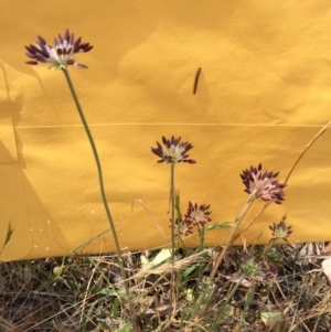 Oreomyrrhis eriopoda at Bungendore, NSW - 28 Nov 2015