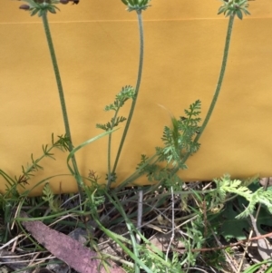 Oreomyrrhis eriopoda at Bungendore, NSW - 28 Nov 2015