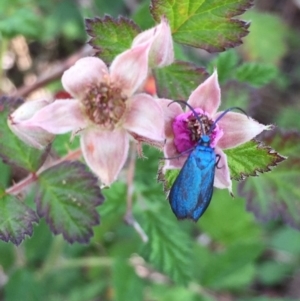 Rubus parvifolius at Bungendore, NSW - 28 Nov 2015