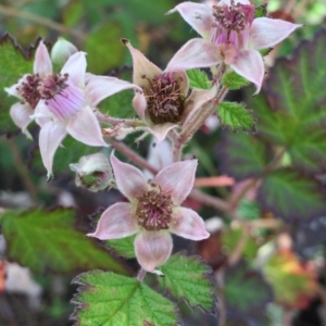 Rubus parvifolius at Bungendore, NSW - 28 Nov 2015
