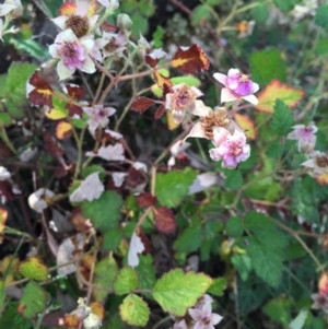 Rubus parvifolius at Bungendore, NSW - 28 Nov 2015