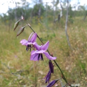 Arthropodium fimbriatum at Kambah, ACT - 28 Nov 2015 02:21 PM