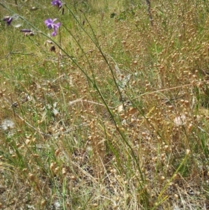 Arthropodium fimbriatum at Kambah, ACT - 28 Nov 2015