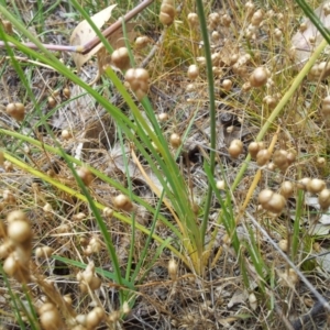 Arthropodium fimbriatum at Kambah, ACT - 28 Nov 2015