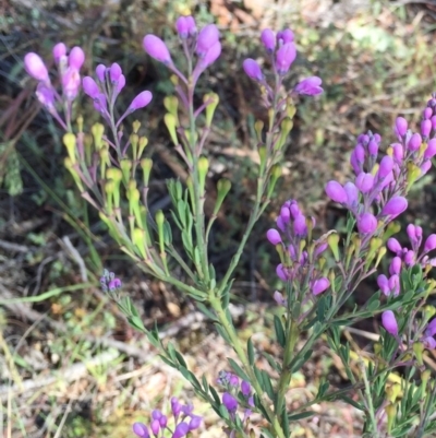 Comesperma ericinum (Heath Milkwort) at QPRC LGA - 28 Nov 2015 by yellowboxwoodland