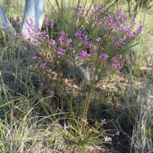 Comesperma ericinum at Bungendore, NSW - 28 Nov 2015 04:54 PM