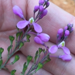 Comesperma ericinum at Bungendore, NSW - 28 Nov 2015 04:54 PM