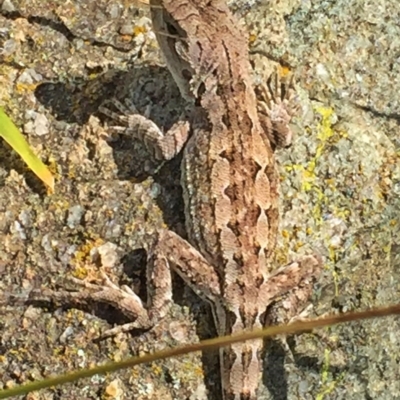 Amphibolurus muricatus (Jacky Lizard) at Googong, NSW - 28 Nov 2015 by Wandiyali