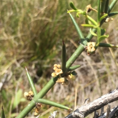 Discaria pubescens (Australian Anchor Plant) at Mount Clear, ACT - 28 Nov 2015 by jackfrench