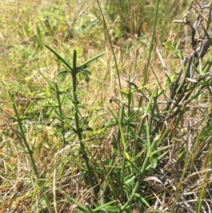 Discaria pubescens at Mount Clear, ACT - 28 Nov 2015 07:30 PM