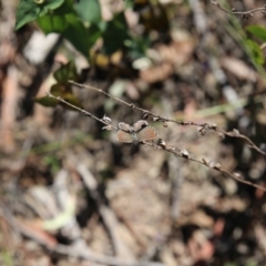 Neolucia agricola (Fringed Heath-blue) at Point 93 - 21 Nov 2015 by ibaird