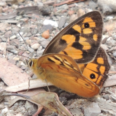 Heteronympha penelope (Shouldered Brown) at Bruce, ACT - 20 Feb 2015 by MichaelBedingfield