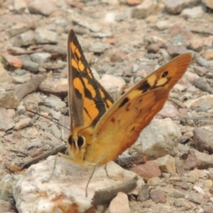 Heteronympha penelope at Bruce, ACT - 20 Feb 2015 12:47 PM