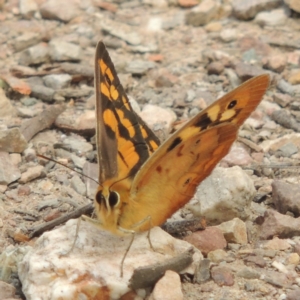 Heteronympha penelope at Bruce, ACT - 20 Feb 2015 12:47 PM