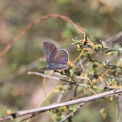 Erina acasta (Blotched Dusky-blue) at Bruce Ridge - 21 Nov 2015 by ibaird