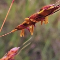 Sorghum leiocladum (Wild Sorghum) at QPRC LGA - 29 Nov 2015 by Wandiyali