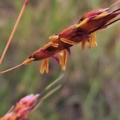 Sorghum leiocladum (Wild Sorghum) at QPRC LGA - 29 Nov 2015 by Wandiyali