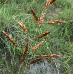 Sorghum leiocladum at Googong, NSW - 29 Nov 2015