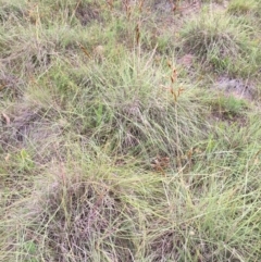 Sorghum leiocladum at Googong, NSW - 29 Nov 2015