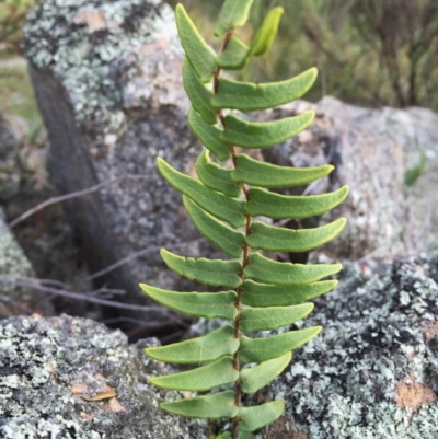Pellaea calidirupium (Hot Rock Fern) at Jerrabomberra, NSW - 29 Nov 2015 by Wandiyali