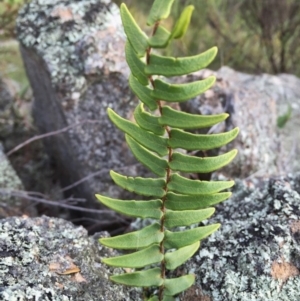 Pellaea calidirupium at Jerrabomberra, NSW - 29 Nov 2015