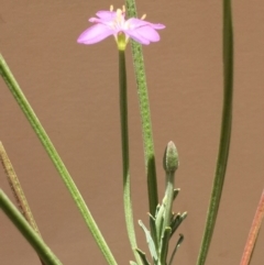 Epilobium sp. (A Willow Herb) at QPRC LGA - 29 Nov 2015 by yellowboxwoodland