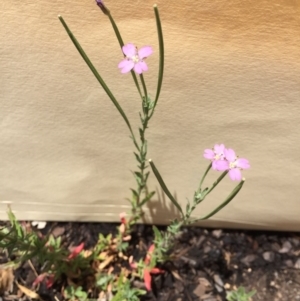 Epilobium sp. at Bungendore, NSW - 29 Nov 2015