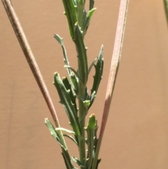 Epilobium sp. at Bungendore, NSW - 29 Nov 2015