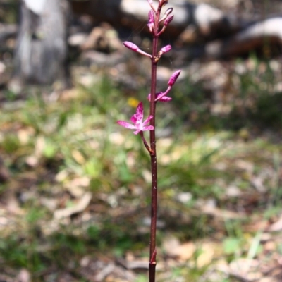 Dipodium punctatum (Blotched Hyacinth Orchid) at Yarralumla, ACT - 29 Nov 2015 by Ratcliffe