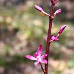 Dipodium punctatum at Yarralumla, ACT - suppressed