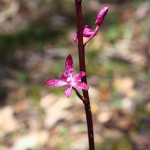 Dipodium punctatum at Yarralumla, ACT - suppressed