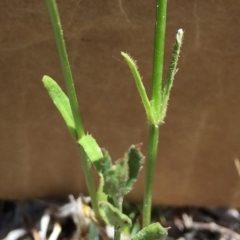 Wahlenbergia stricta subsp. stricta at Bungendore, NSW - 29 Nov 2015 12:58 PM