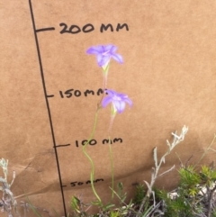 Wahlenbergia stricta subsp. stricta at Bungendore, NSW - 29 Nov 2015