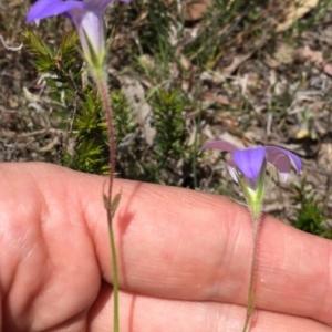 Wahlenbergia stricta subsp. stricta at Bungendore, NSW - 29 Nov 2015 12:58 PM