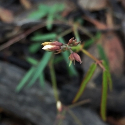 Grona varians (Slender Tick-Trefoil) at Jerrabomberra, NSW - 29 Nov 2015 by Wandiyali