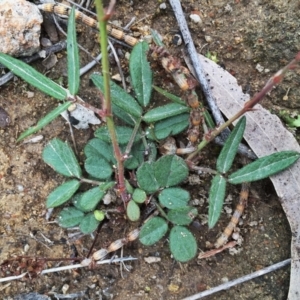 Grona varians at Jerrabomberra, NSW - 29 Nov 2015