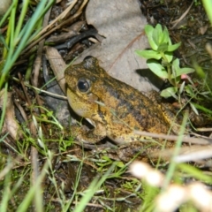 Litoria peronii (Peron's Tree Frog, Emerald Spotted Tree Frog) at Wanniassa Hill - 22 Nov 2015 by ArcherCallaway