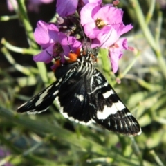 Phalaenoides glycinae (Grapevine Moth) at Fadden, ACT - 19 Oct 2013 by ArcherCallaway