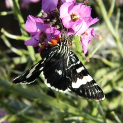 Phalaenoides glycinae (Grapevine Moth) at Fadden, ACT - 19 Oct 2013 by RyuCallaway