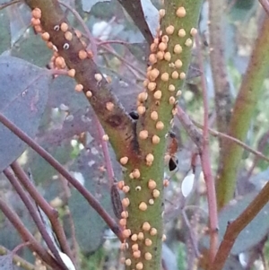 Eucalyptus blakelyi at Watson, ACT - 28 Nov 2015 07:56 PM