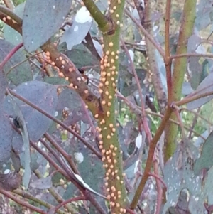 Eucalyptus blakelyi at Watson, ACT - 28 Nov 2015 07:56 PM