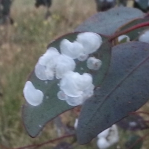 Eucalyptus blakelyi at Watson, ACT - 28 Nov 2015 07:56 PM