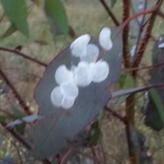 Eucalyptus blakelyi at Watson, ACT - 28 Nov 2015 07:56 PM