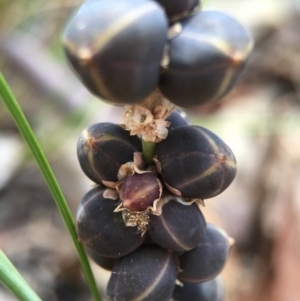 Lomandra filiformis at Acton, ACT - 29 Nov 2015