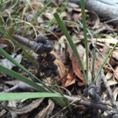 Lomandra filiformis at Acton, ACT - 29 Nov 2015 03:06 PM