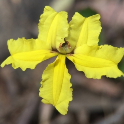 Goodenia hederacea (Ivy Goodenia) at Black Mountain - 29 Nov 2015 by AaronClausen