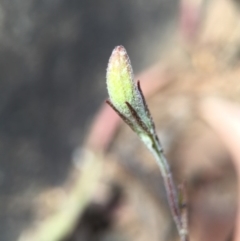 Goodenia hederacea at Acton, ACT - 29 Nov 2015