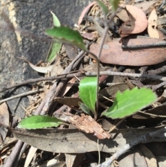 Goodenia hederacea at Acton, ACT - 29 Nov 2015 03:10 PM